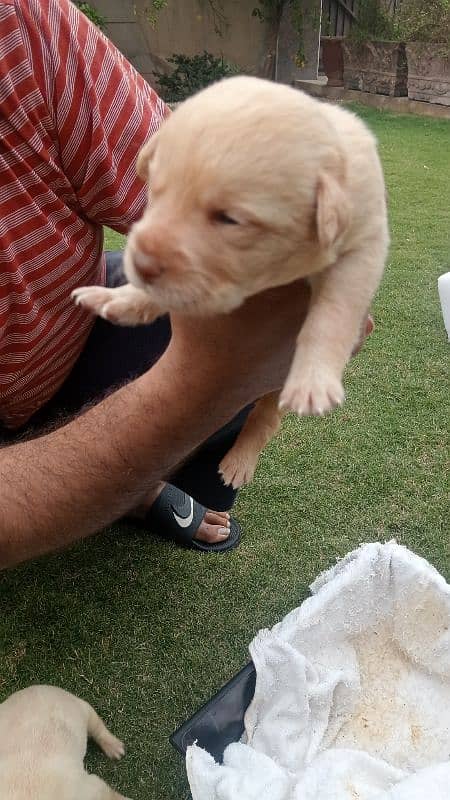 Labrador dog for sale 2