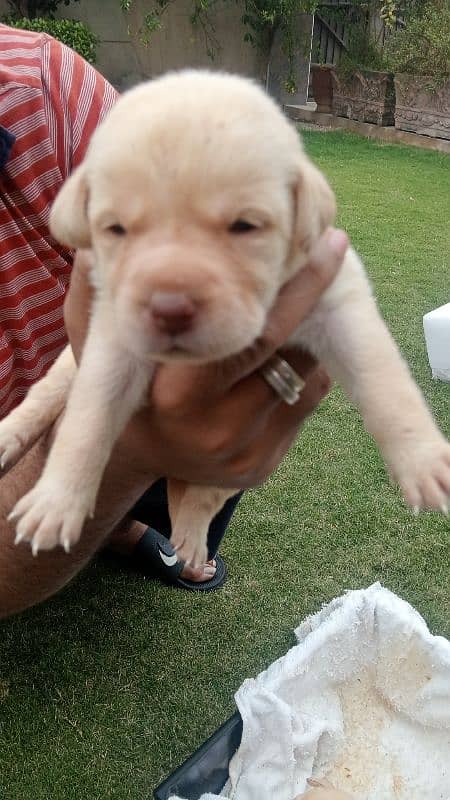 Labrador dog for sale 3