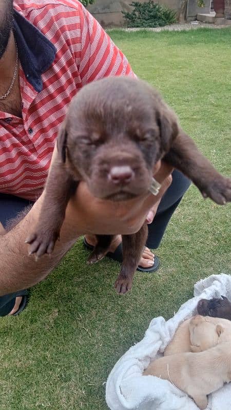 Labrador dog for sale 8