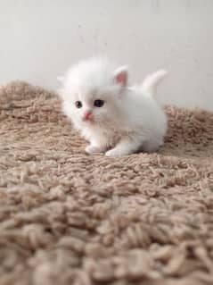 Persian kittens /triple coated /white kittens /cat baby/persian