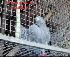 Congo size African Grey parrot breeder pair