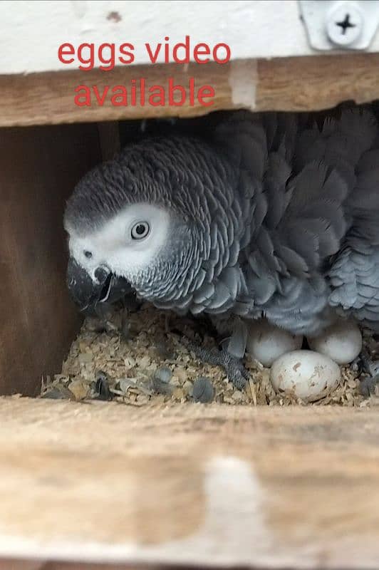 Congo size African Grey parrot breeder pair 2