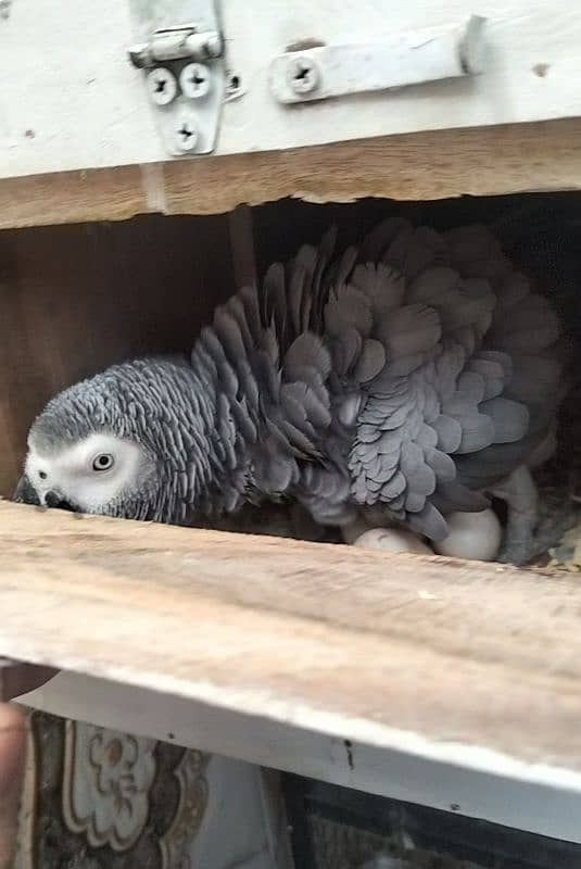 Congo size African Grey parrot breeder pair 3