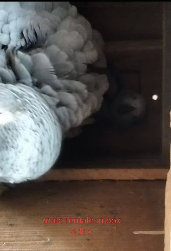 Congo size African Grey parrot breeder pair 4