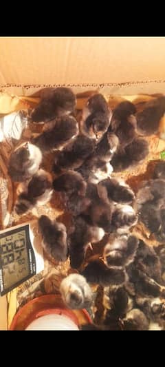 australorp chicks available