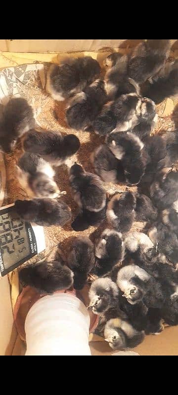 australorp chicks available 1