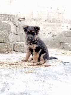 German shepherd 43 days female