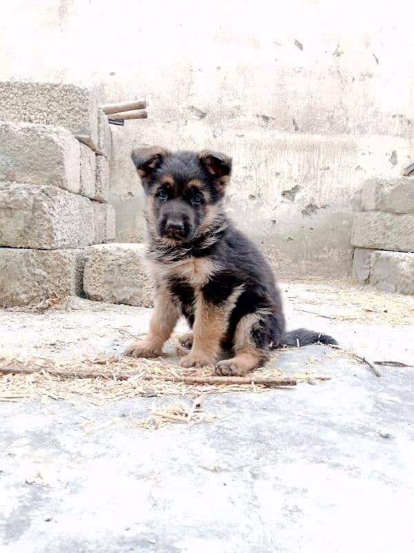 German shepherd 43 days female 0