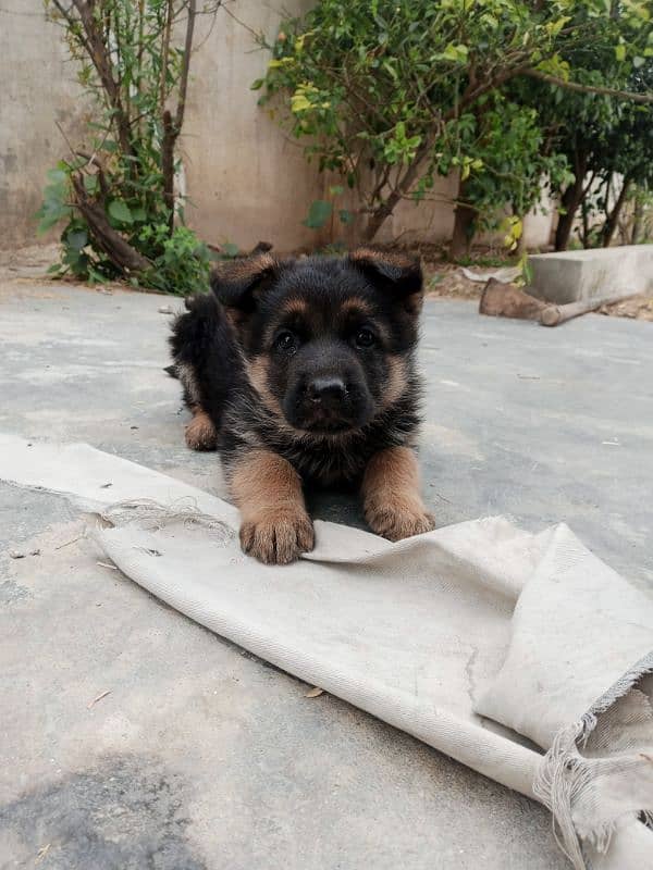 German shepherd 43 days female 1