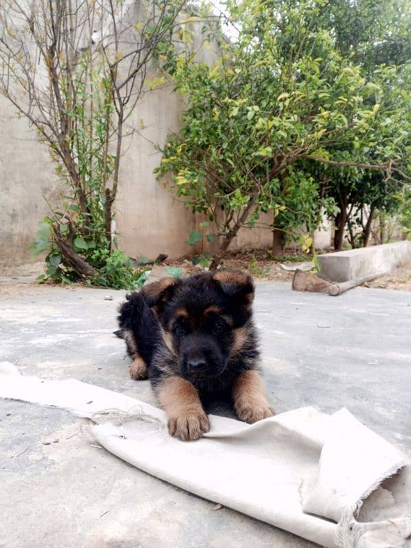 German shepherd 43 days female 2