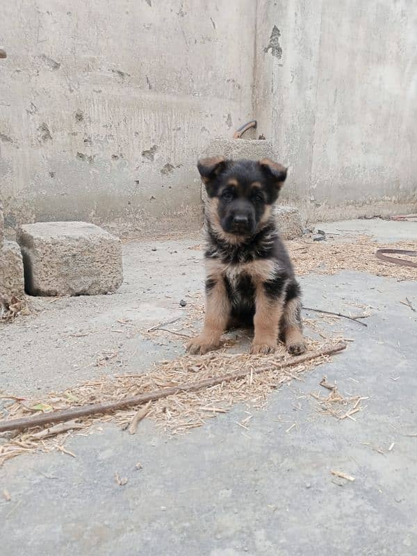 German shepherd 43 days female 4