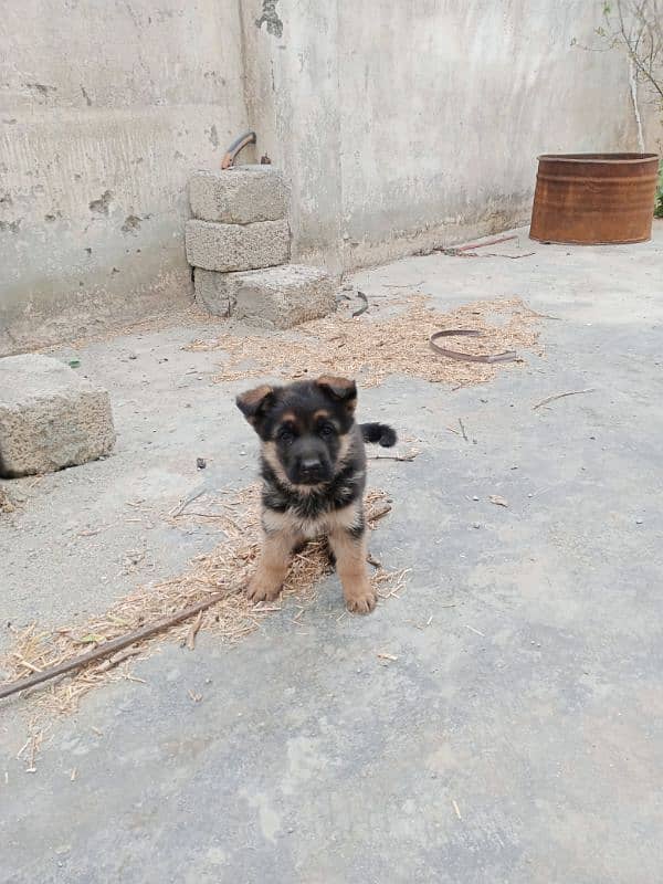 German shepherd 43 days female 6