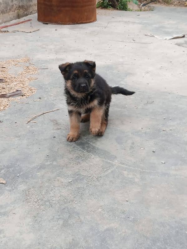 German shepherd 43 days female 7