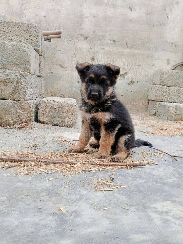 German shepherd 43 days female 10