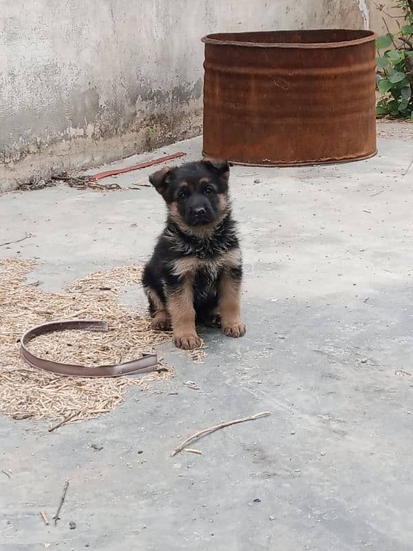 German shepherd 43 days female 11