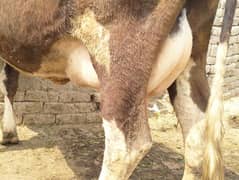 jursi cross urgent sale milk recode 25 liter