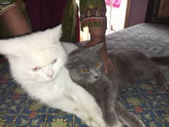 cat persian pair