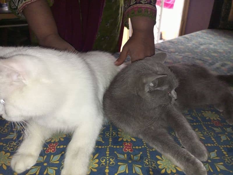 cat persian pair 3