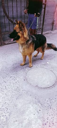 gsd