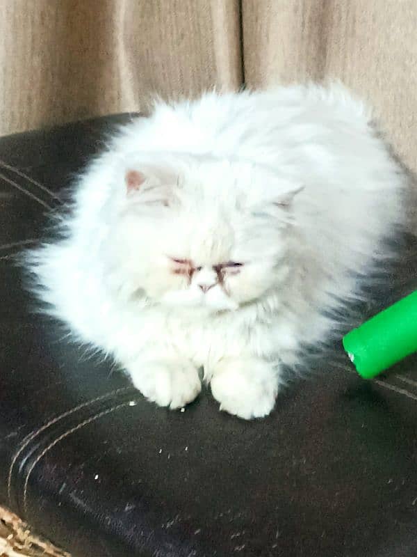 Extreme Punch faced Persian cat 3