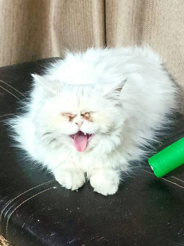 Extreme Punch faced Persian cat 4