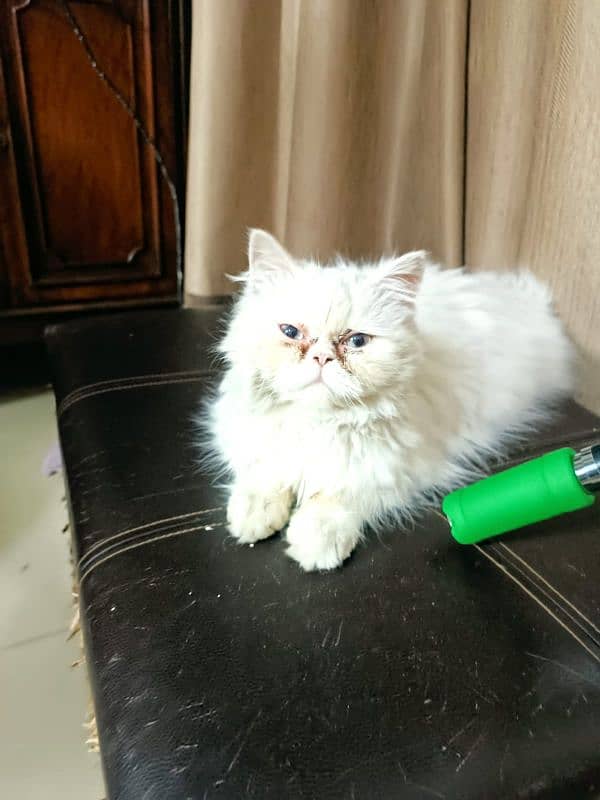 Extreme Punch faced Persian cat 5