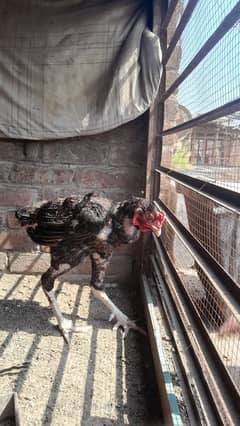 aseel pair and chicks for sale