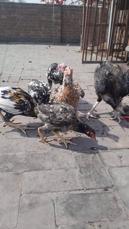 aseel pair and chicks for sale 1