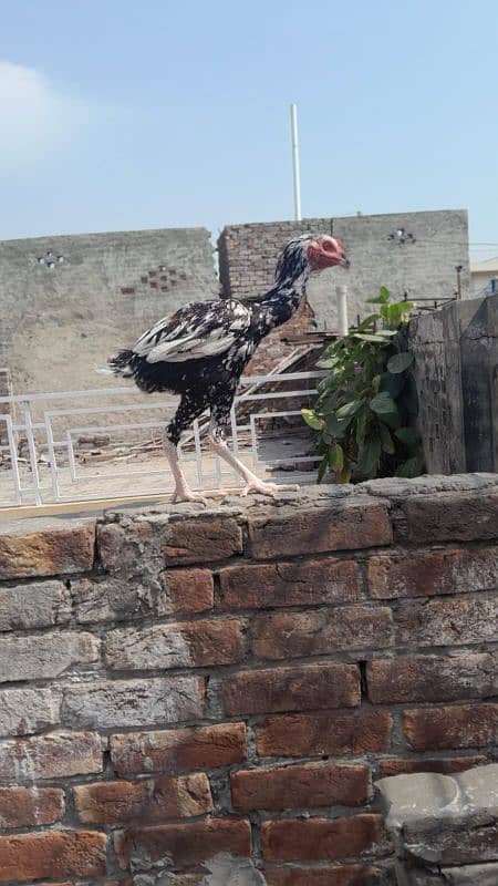 aseel pair and chicks for sale 2