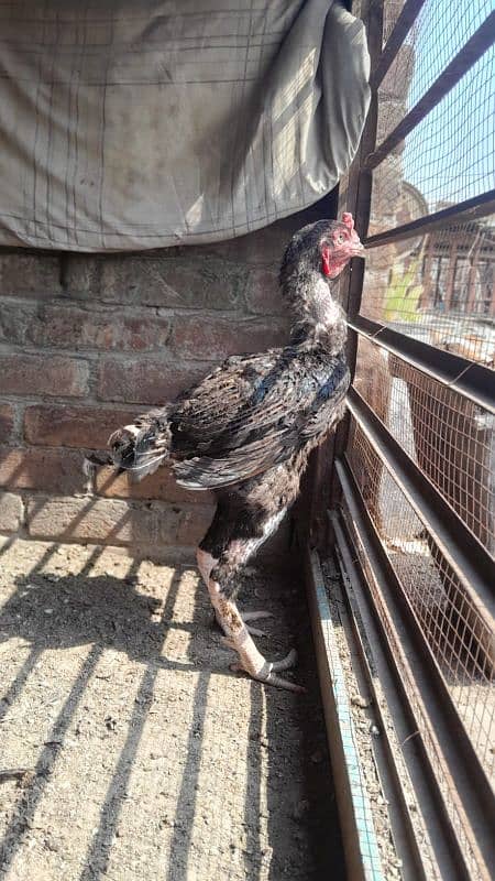 aseel pair and chicks for sale 3