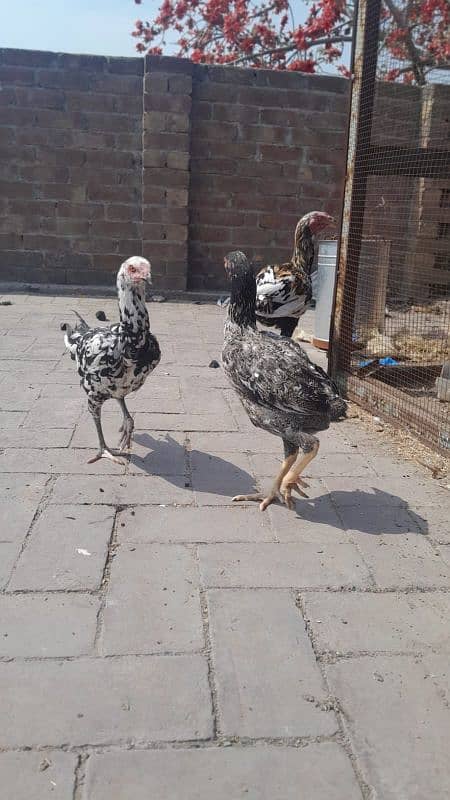 aseel pair and chicks for sale 4