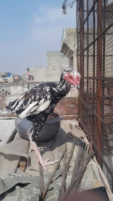 aseel pair and chicks for sale 5