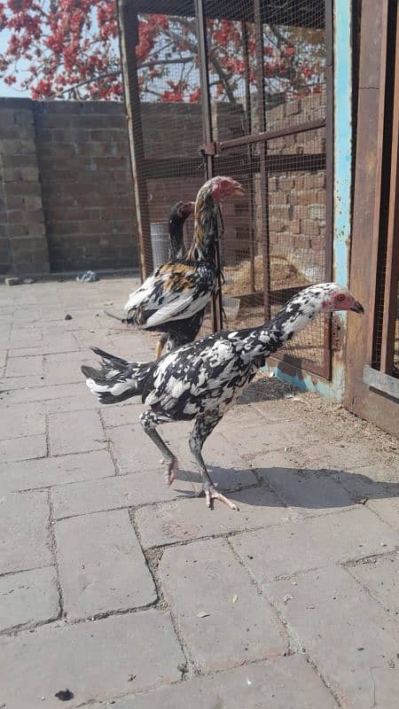 aseel pair and chicks for sale 7