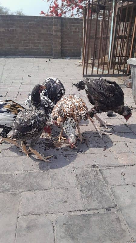 aseel pair and chicks for sale 10