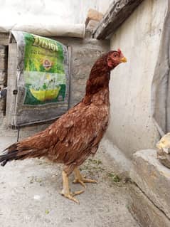 Pure Aseel mianwali Hen