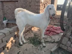 qurbani wala bakra heathy and strong