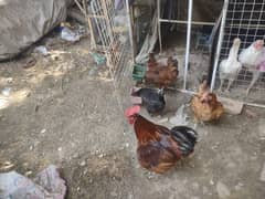 MISRI GOLDEN (4 EGG LAYING FEMALES & 1 MALE) AGE 8-9 MONTHS