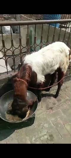 Dasi Bakra