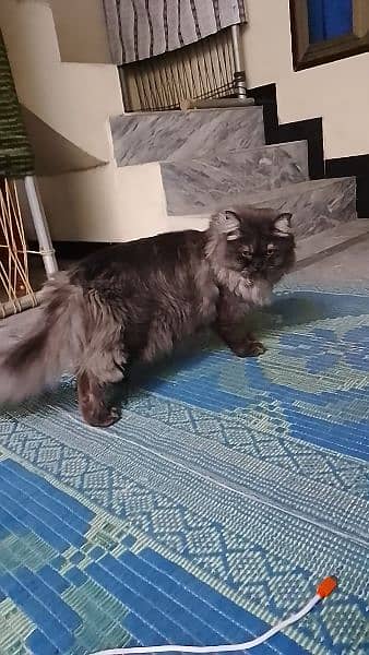 Persian Male cat ( Triple coated) 0