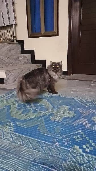 Persian Male cat ( Triple coated) 1