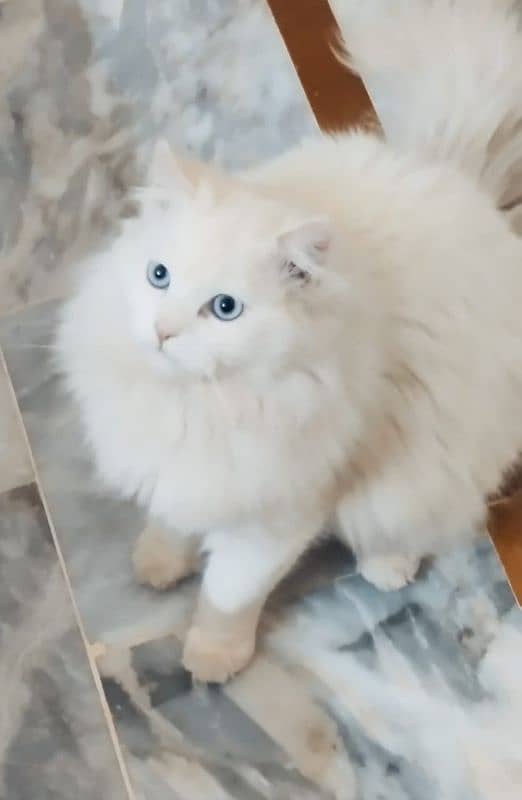 Persian Cat 1