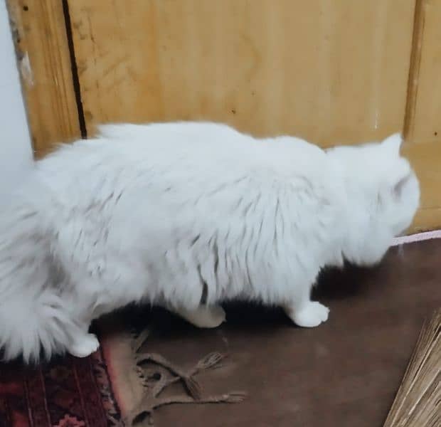 Persian Cat 2