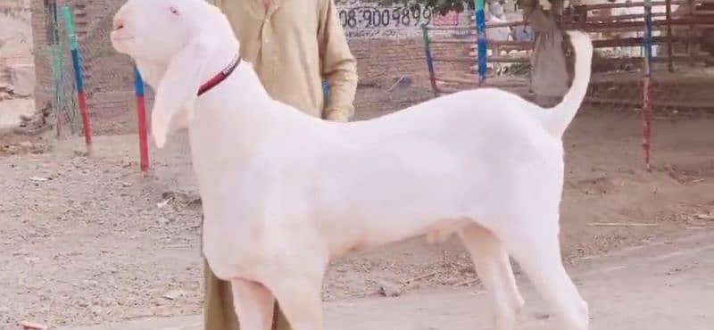 Rajanpuri Gulabi Bakra Sath For Sale "_03704815729 2