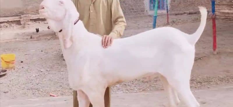 Rajanpuri Gulabi Bakra Sath For Sale "_03704815729 3