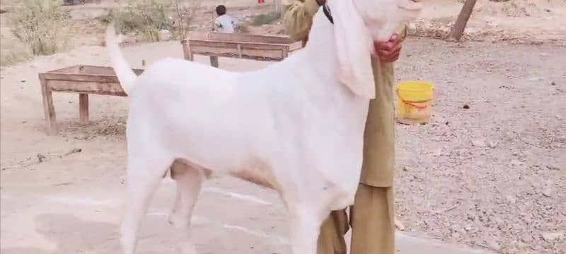 Rajanpuri Gulabi Bakra Sath For Sale "_03704815729 4