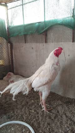 Indian Parrot beak cross white heera aseel chicks