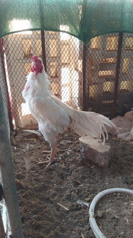 Indian Parrot beak cross white heera chicks 1