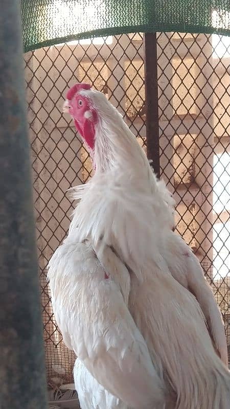 Indian Parrot beak cross white heera chicks 4