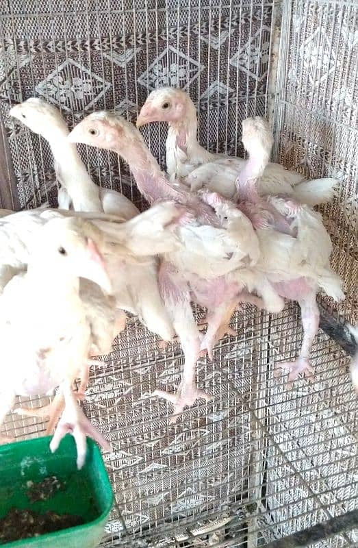 Indian Parrot beak cross white heera chicks 7