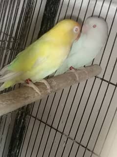 creamino and albino red eye